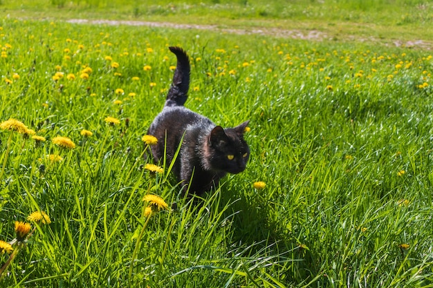 Katze liegt in der Sonne im Rasen