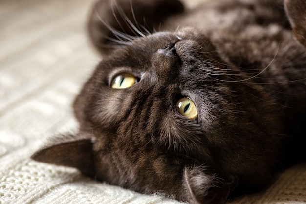 Katze liegt mit dem Bauch nach oben auf dem Bett