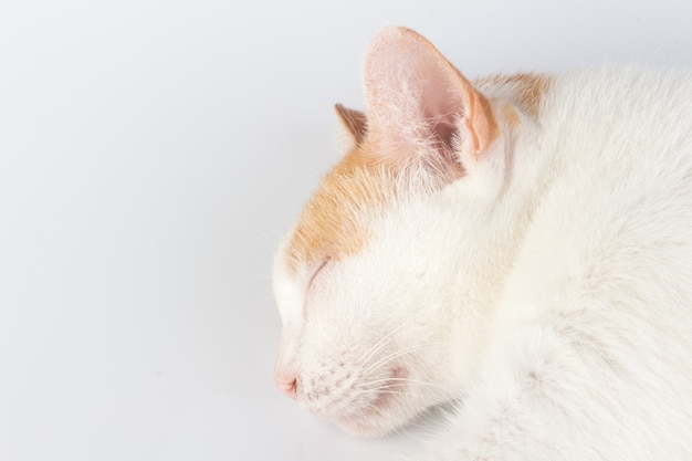 Katze lokalisiert auf weißem Hintergrund