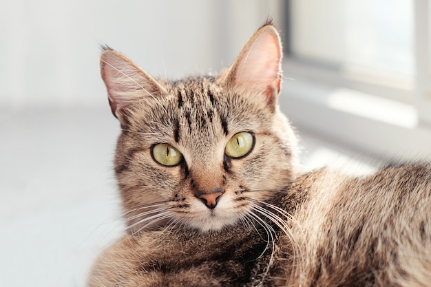 Katze macht Selfie