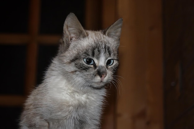 Katze mit blauen Augen