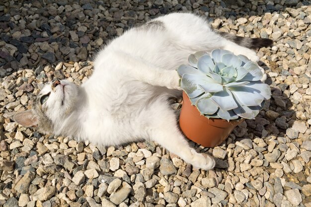 Katze mit Echeveria