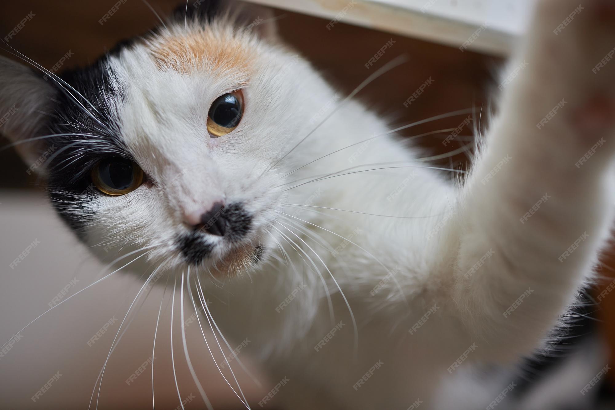 Кот адольф