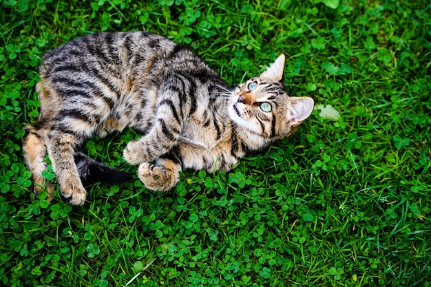 Katze mit erstaunlichen Augen auf grünem Gras