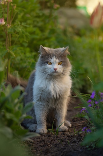 Katze mit glänzendem Fell sitzt im Garten bei Sonnenuntergang im Freien Sonniger Sommergarten und Katze