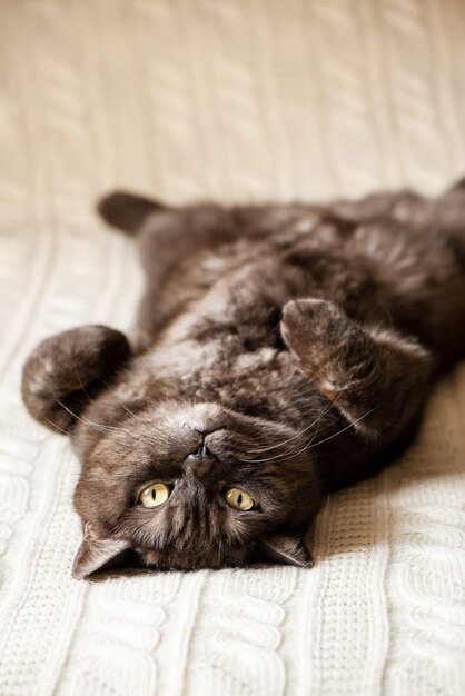 Katze mit lustigem Gesicht liegt auf dem Bett mit dem Bauch nach oben