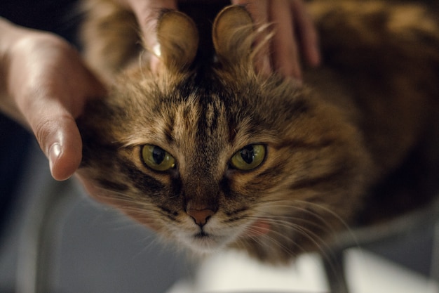 Katze mit lustigen Ohren. menschliche Hände berühren die Ohren einer sehr schönen fetten Katze