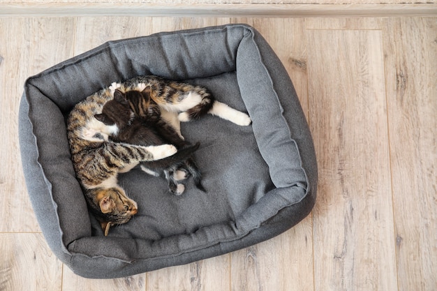 Katze mit niedlichen kleinen Kätzchen im Haustierbett