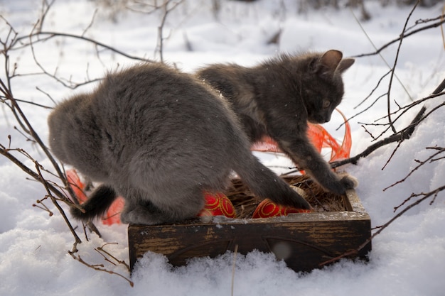 Katze mit rotem Weihnachtsball auf Schnee