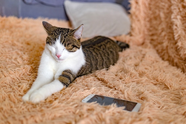 Katze mit Smartphone, das auf einem Sofa im Wohnzimmer, nah oben liegt