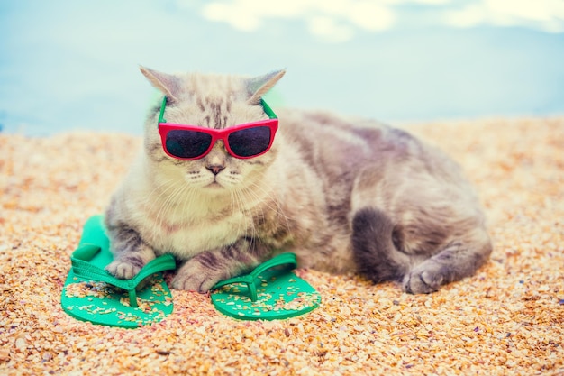 Katze mit Sonnenbrille, die im Sommer auf Flip-Flop-Sandalen am Strand liegt