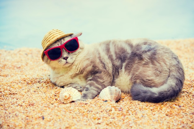 Katze mit Sonnenbrille und Sonnenhut am Strand entspannen