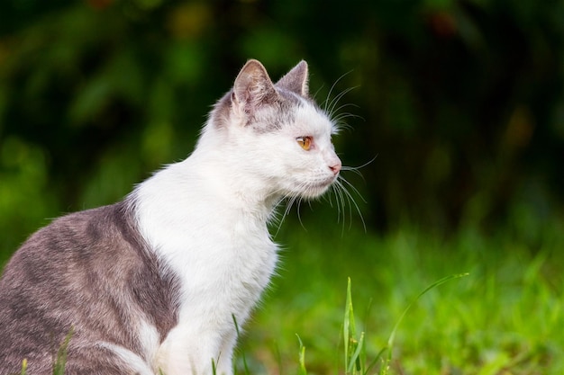 Katze mit weißem und grauem Fell im Garten auf dunklem Hintergrund im Profil