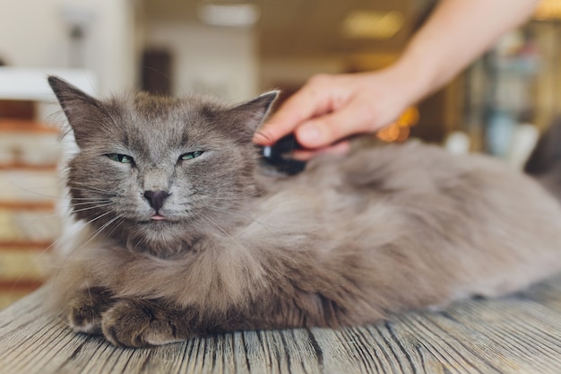 Katze nach dem Kratzen. Das Ergebnis des Kratzens eines Haustieres. Stück Fell.