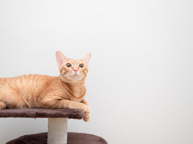 Katze orange Farbe lag auf Katze Eigentumswohnung nachschlagen Kopie Raum weißen Hintergrund