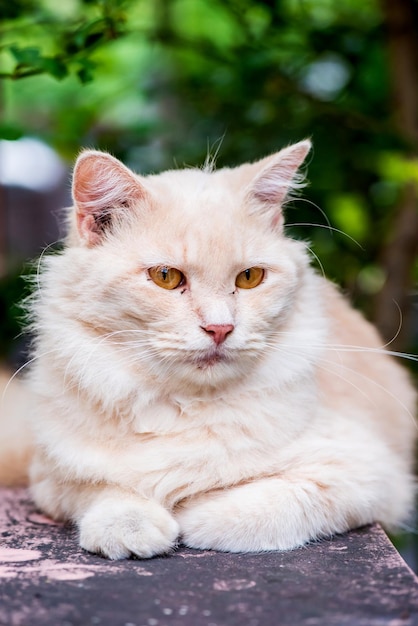 Katze Perser, schönes Tier und Haustier im Garten