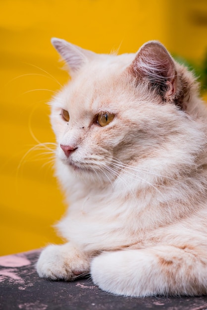 Katze Perser, schönes Tier und Haustier im Garten