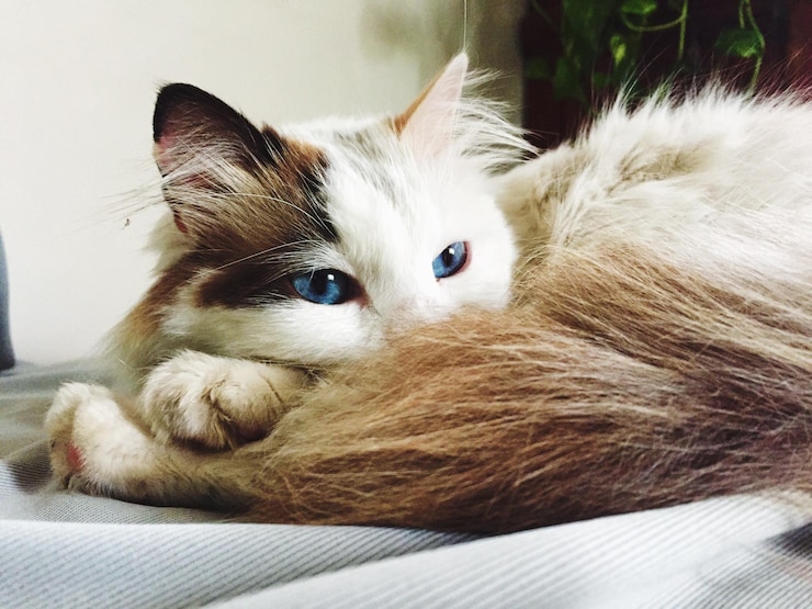 Foto katze ruht auf stoff