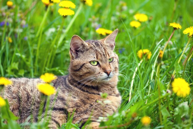 Katze ruht sich auf Löwenzahnwiese aus