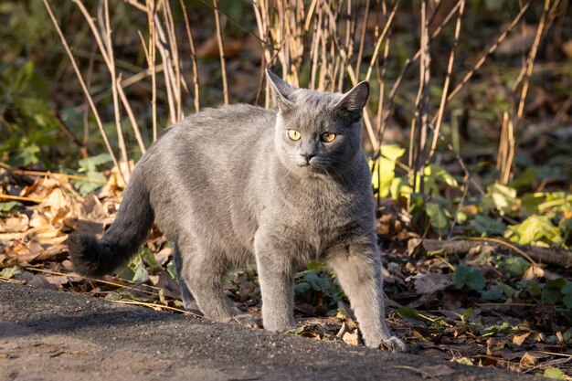 Katze russisch blau