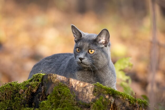 Katze russisch blau