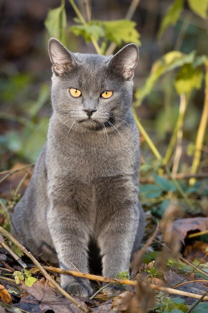 Katze russisch blau