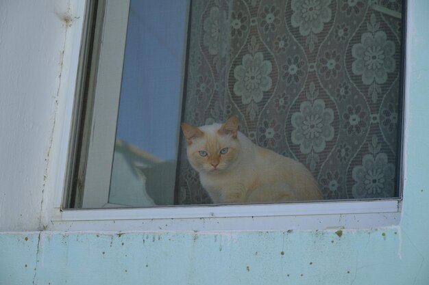 Katze schaut aus dem Fenster