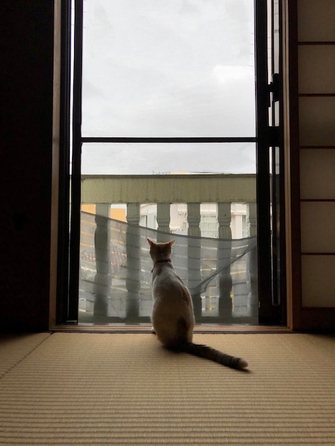 Katze schaut durch das Fenster