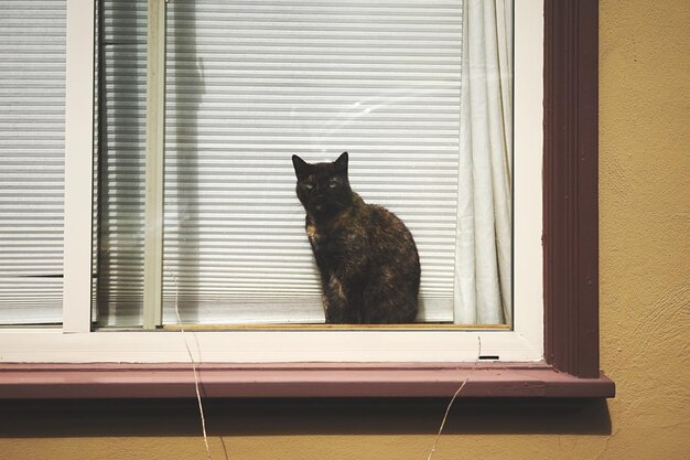 Katze schaut durchs Fenster