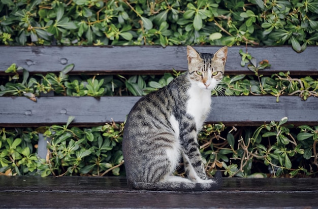 Foto katze schaut in die kamera, indem sie auf einer bank sitzt
