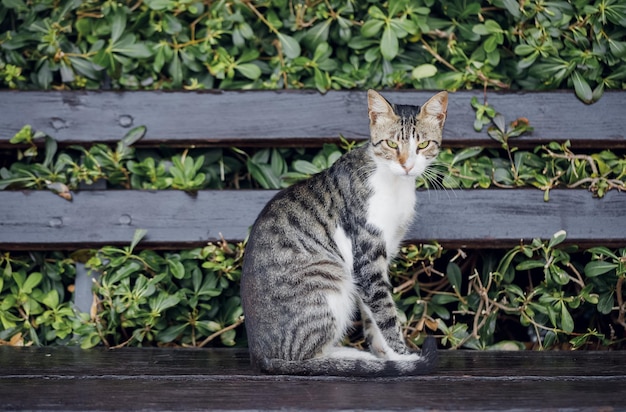 Katze schaut in die Kamera, indem sie auf einer Bank sitzt