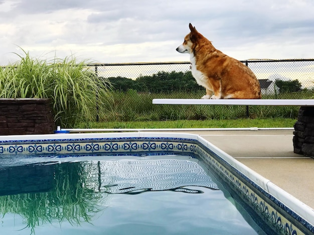 Katze schaut sich das Schwimmbad gegen den Himmel an