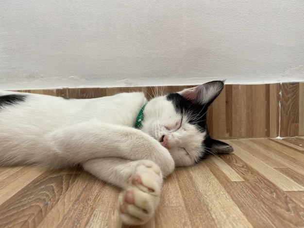 Katze schläft auf dem Boden, süße Träume.