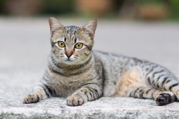 Katze schläft auf dem Boden