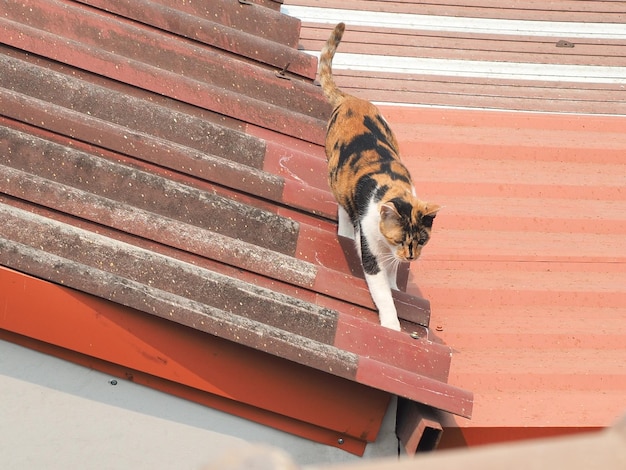 Foto katze schläft auf holz