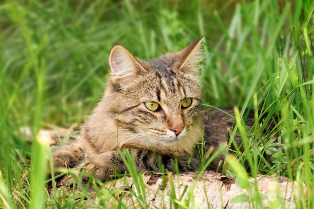 Katze schmachtet in Hitze, die auf dem Boden liegt, Zunge heraus, offener Monat Tabby-Hauskatze geht aus grünem Gras