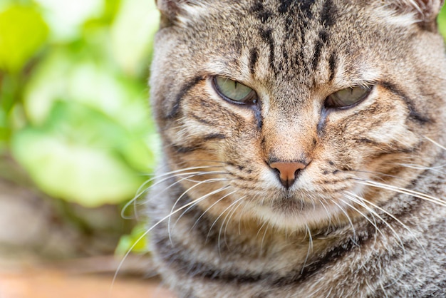 Katze schöne und faule gestreifte Katze, die sich morgens bei natürlichem Licht ausruht, selektiver Fokus