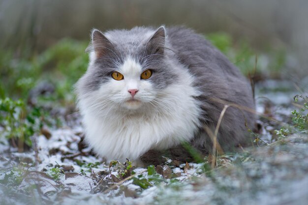 Katze sieht im Winter zuerst Schnee Süßes Kätzchen, das in der Nähe des schneebedeckten Weihnachtsbaums sitzt