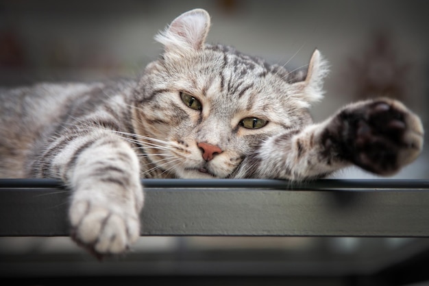 Katze Silver Tabby Color Welche Ohren, süßes Ingwerkätzchen in den flauschigen Haustierposen bequem rollen, freut sich. Die Katzenrasse entstand aus der American Curl Katze und dem American Short Hair Katzenzüchter.