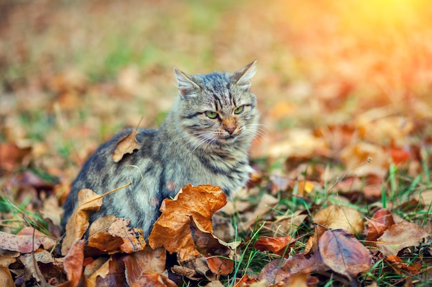 Katze sitzt auf abgefallenen Blättern im Herbstgarten