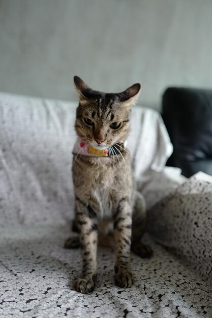 Foto katze sitzt auf dem boden