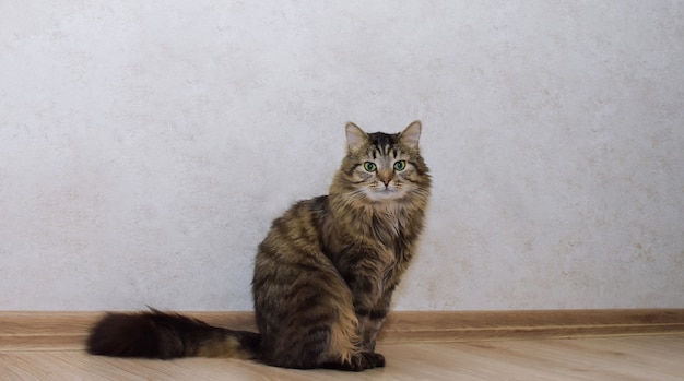 Katze sitzt auf dem Boden.