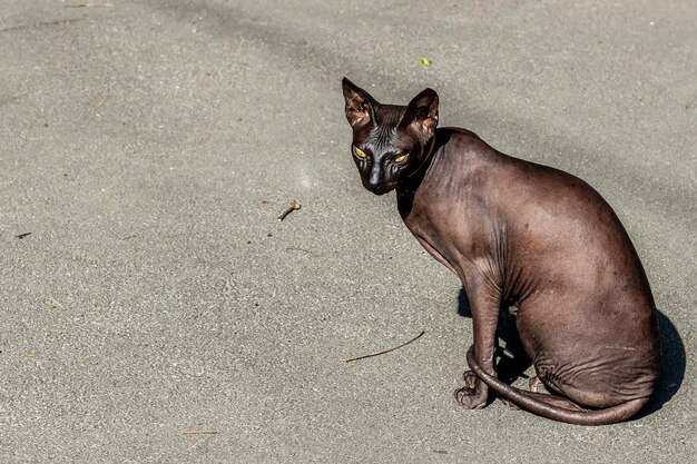 Katze sitzt auf dem Bürgersteig