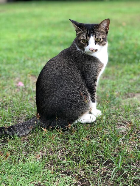 Katze sitzt auf dem Gras