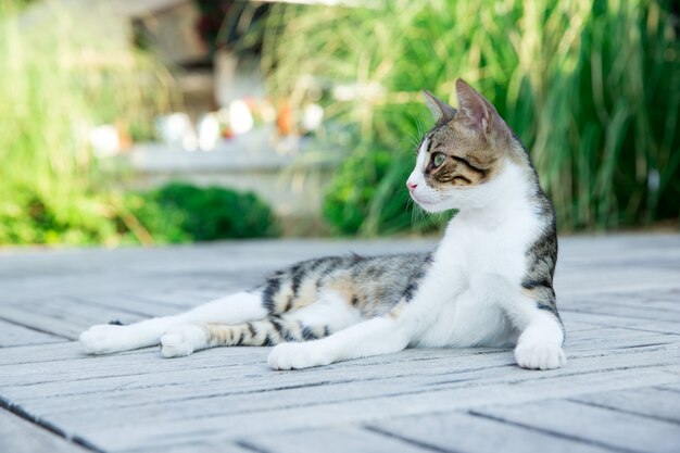 Katze sitzt auf dem Land