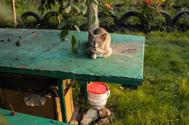 Katze sitzt auf dem Tisch im Garten
