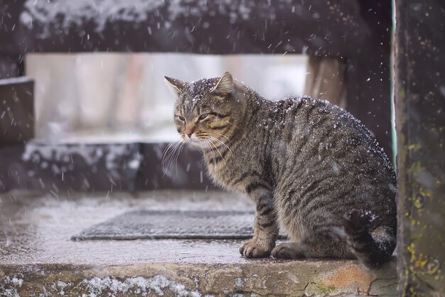 Katze sitzt auf der Schwelle im Schneefall