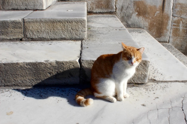 Katze sitzt auf der Treppe