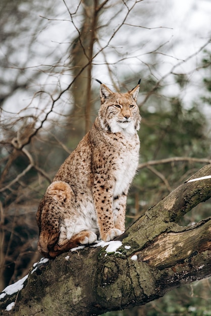 Katze sitzt auf einem Baum