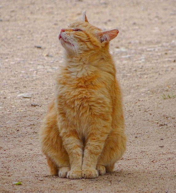 Foto katze sitzt auf einem feld